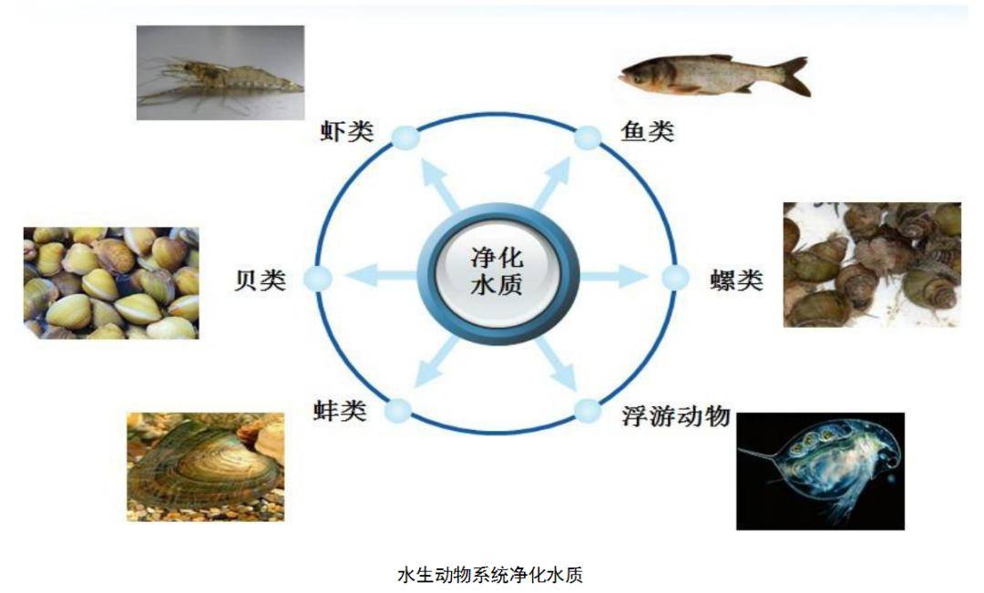 百完美体育官网切切工程｜“会呼吸”的生态景观湖！社区住户息闲好行止(图1)