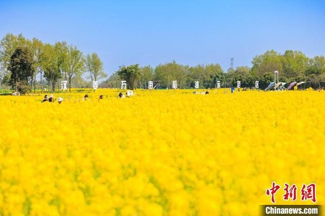 从“花经济”到“绿道存在”：感染成都公园都市完美体育官网的迷人景色(图4)