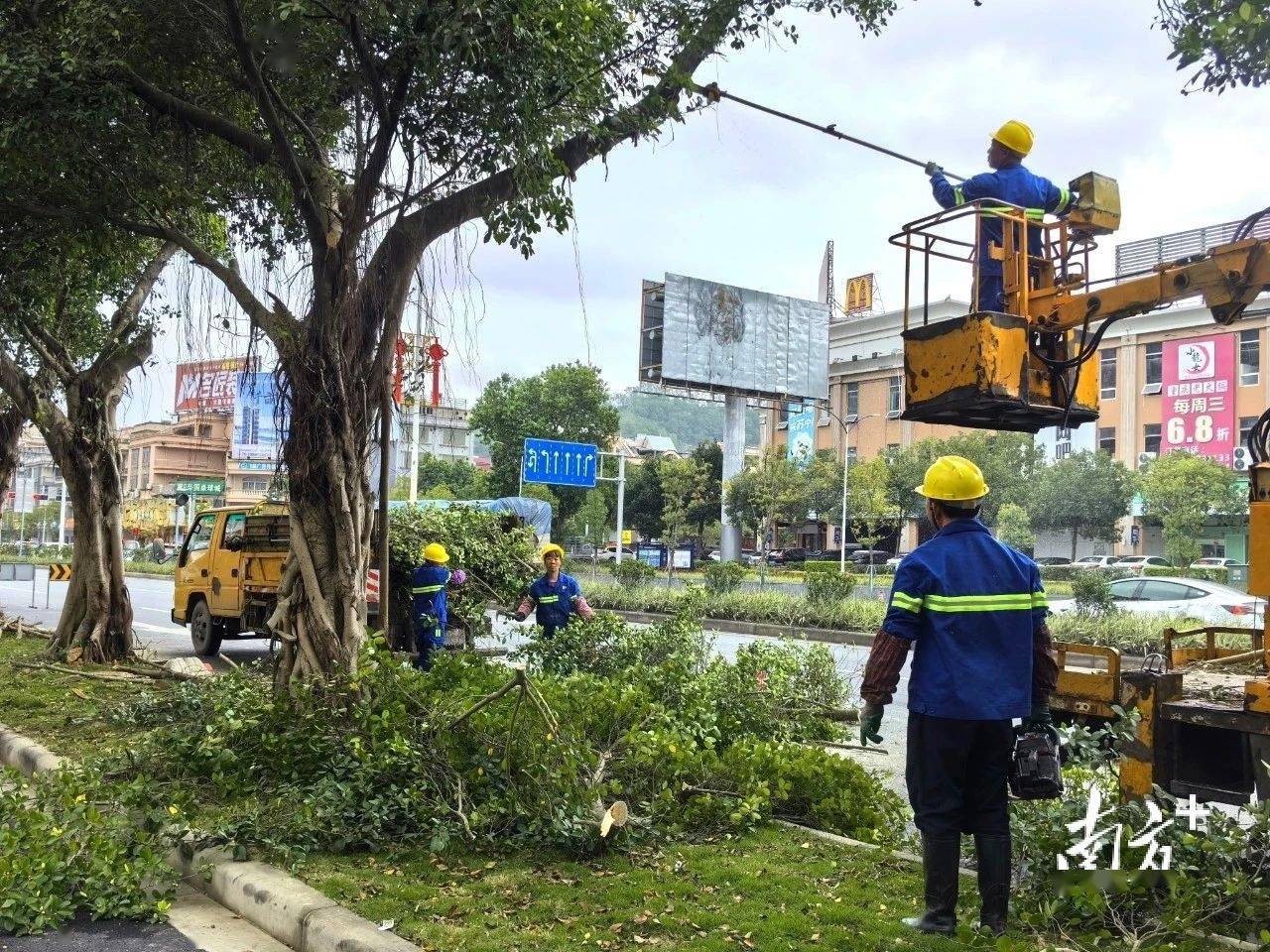 增植绿化约2900株完美体育官网阳春晋升都邑绿化品德(图1)