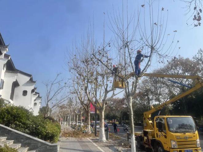 完美体育官网丽水市区主城区行道树修剪策动揭橥 打制整洁有序的街道景观(图2)